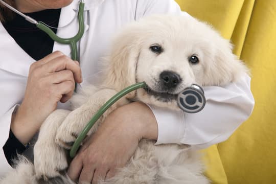 A happy pet at Sophistipets