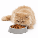 Cat Food