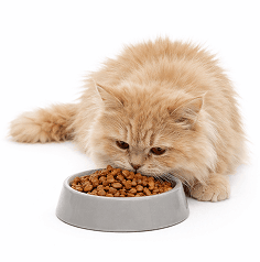 Cat Food