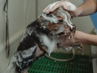 Expert pet grooming at Sophistipets