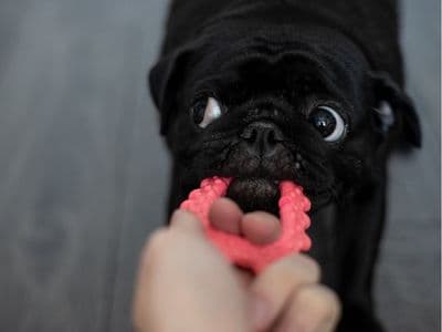 Pet nutrition and everyday essentials
