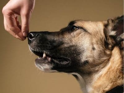 Dog walking and training services