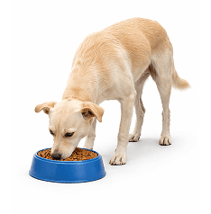 Dog Food