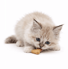 Cat Treats